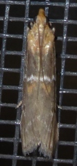 Sciota basilaris