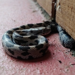 Pantherophis alleghaniensis