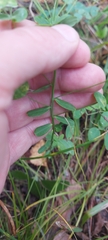 Euphorbia jenisseiensis
