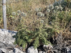 Echinops spinosissimus