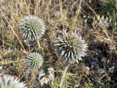 Echinops spinosissimus