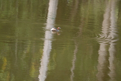 Tachybaptus ruficollis