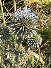 Echinops spinosissimus
