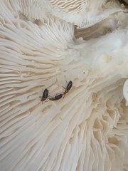 Triplax mesosternalis