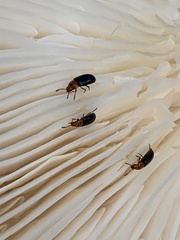 Triplax mesosternalis