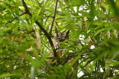 Otus bakkamoena