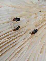 Triplax mesosternalis