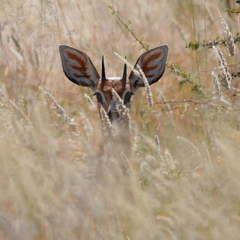 Raphicerus campestris steinhardti