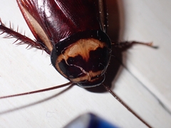 Periplaneta australasiae