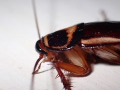 Periplaneta australasiae