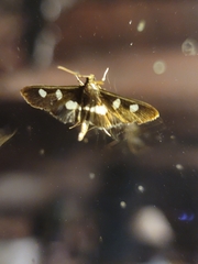 Desmia