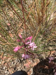 Dipodium roseum