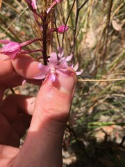 Dipodium roseum