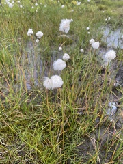 Eriophorum
