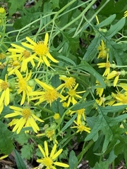 Senecio eremophilus