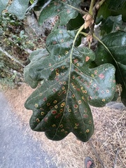 Neuroterus saltatorius