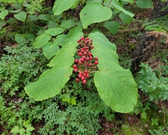 Viburnum lantanoides