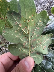 Neuroterus saltatorius