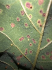 Neuroterus saltatorius