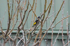 Phylidonyris novaehollandiae