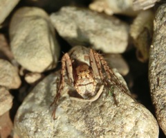 Hamataliwa