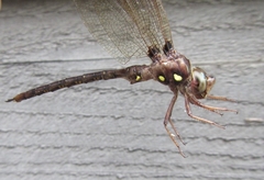 Boyeria vinosa
