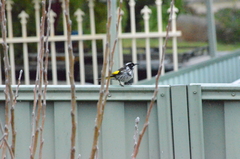 Phylidonyris novaehollandiae