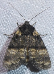 Brachylomia rectifascia