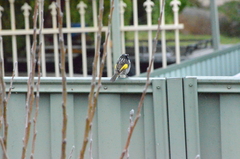 Phylidonyris novaehollandiae