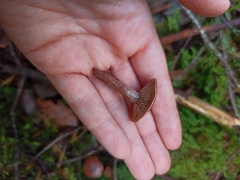 Lactarius camphoratus