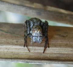 Hamataliwa