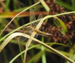 Crocothemis servilia