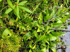 Maianthemum trifolium