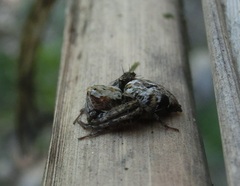 Hamataliwa