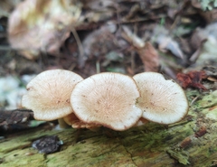 Pseudoarmillariella ectypoides