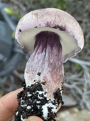 Tylopilus