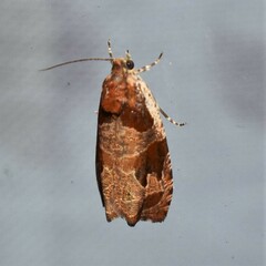 Olethreutes footiana