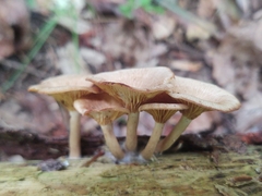 Pseudoarmillariella ectypoides