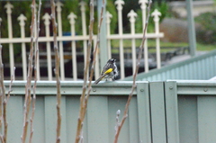 Phylidonyris novaehollandiae