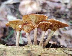 Pseudoarmillariella ectypoides