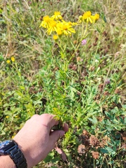 Jacobaea grandidentata