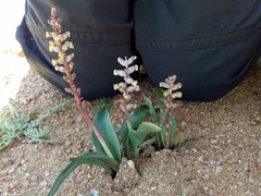 Lachenalia