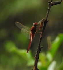 Crocothemis servilia