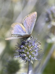 Plebejus argus