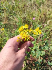 Jacobaea grandidentata