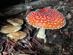 Amanita muscaria flavivolvata