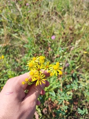 Jacobaea grandidentata