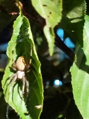 Neoscona