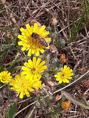 Apis mellifera