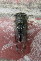 Neotibicen canicularis
